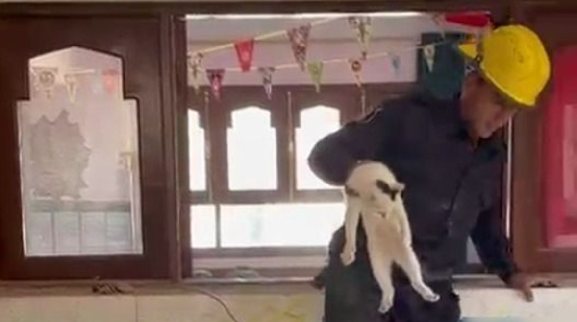 مأمورية أمنية لإنقاذ قطة محتجزة داخل معهد تعليمي