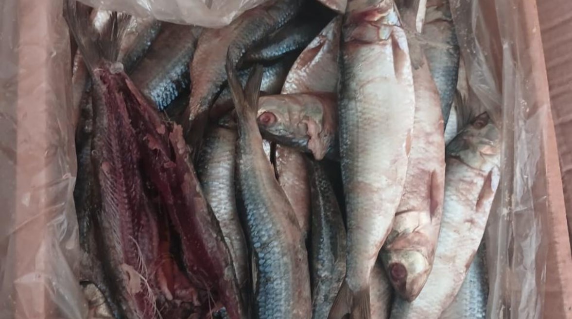 ضبط لحوم فاسدة