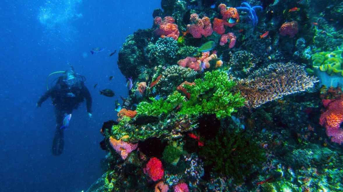 شعاب داديلوس جنة في أعماق البحر 