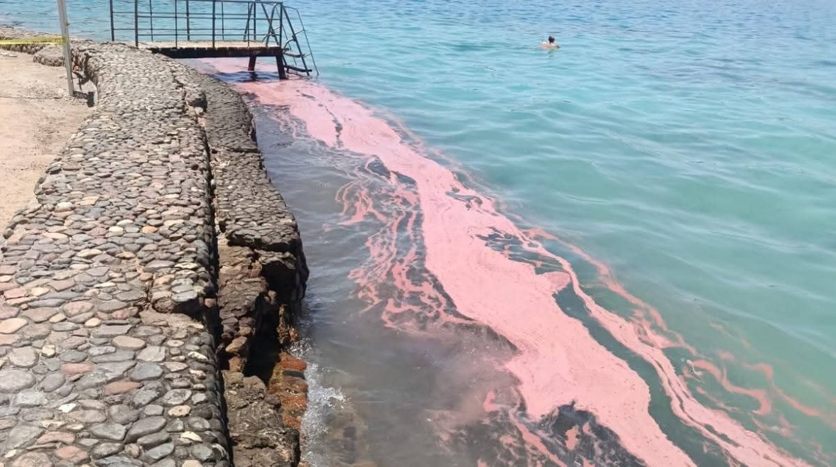 التكاثر المرجانى 