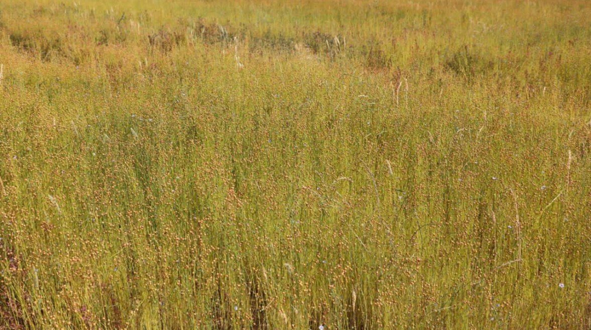 زراعة الكتان في محافظة المنيا 