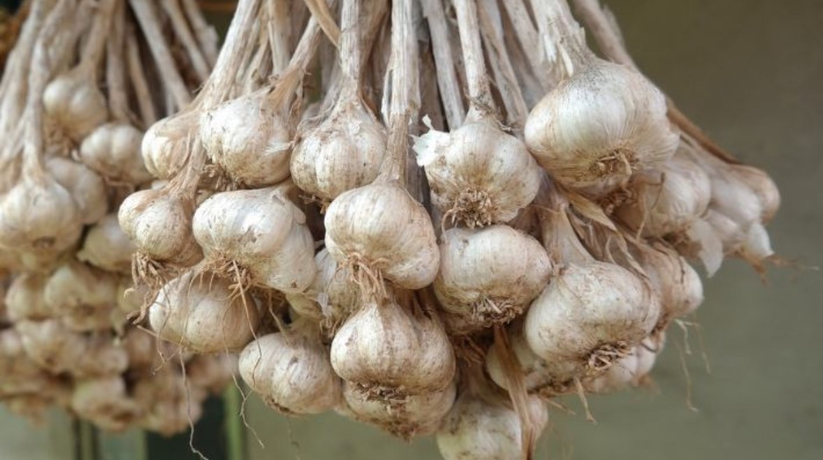 تخزين الثوم