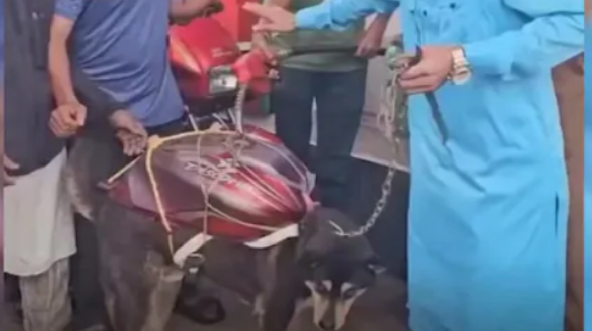 الراجل أثناء جر الكلب