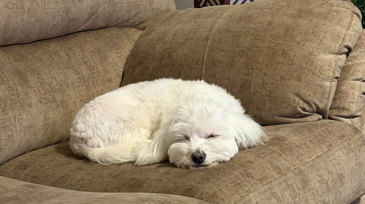 الكلب هارفي