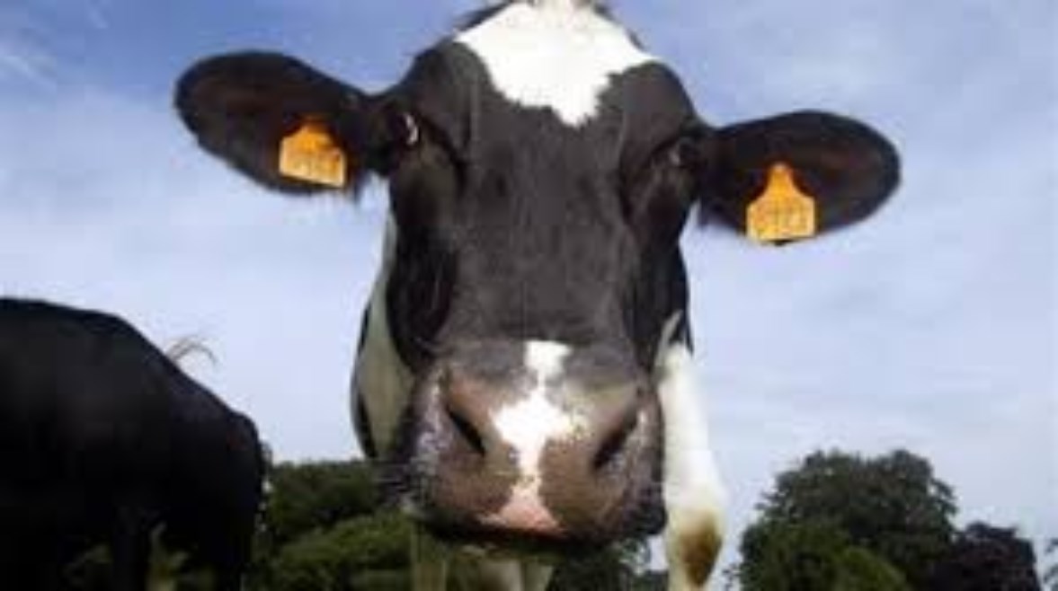  الشعائر في عيد الأضحى