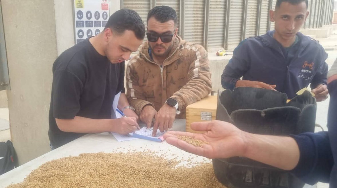 موسم توريد القمح بالقليوبية 2026