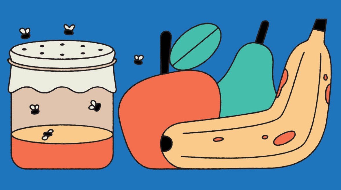 ذباب الفاكهة