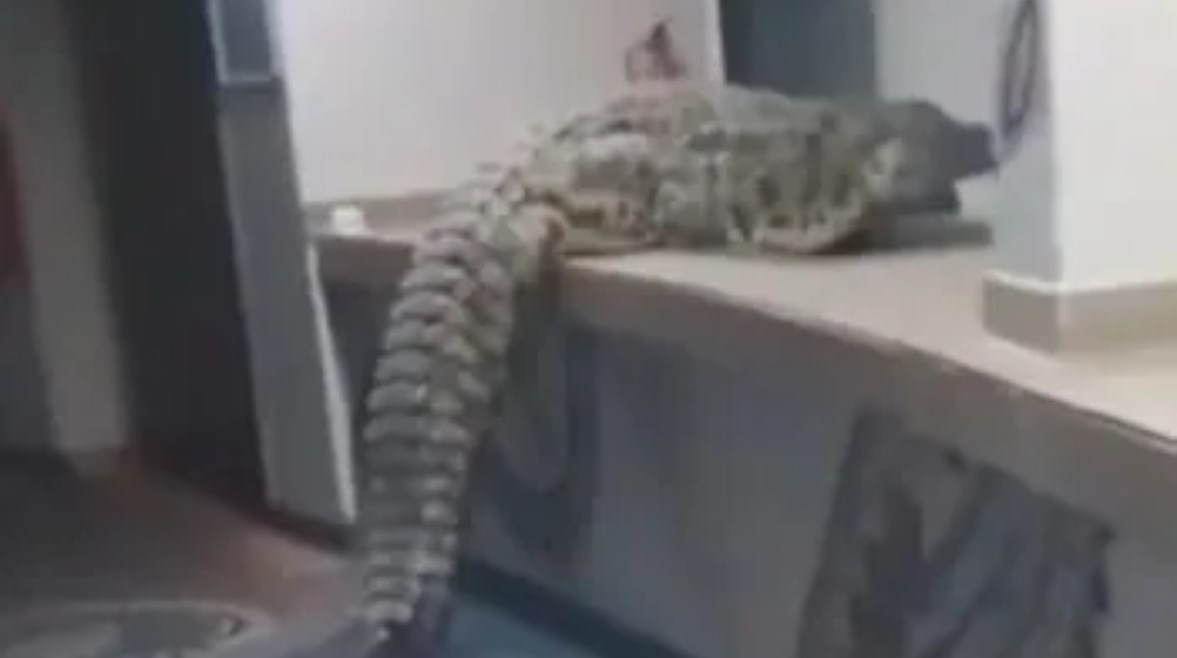 التمساح على طاولة الاستقبال