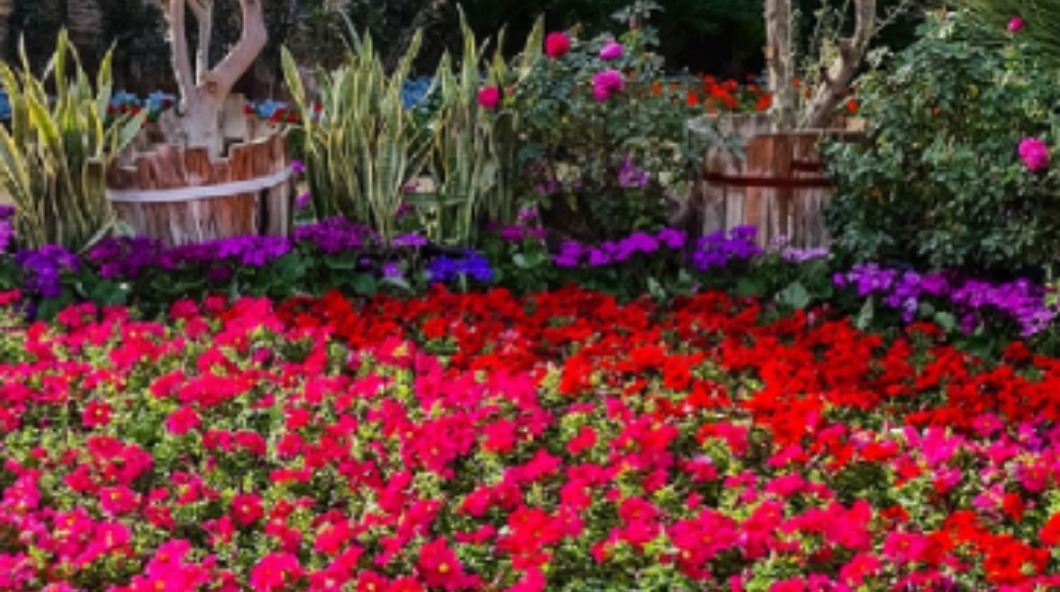 نباتات معرض الزهور