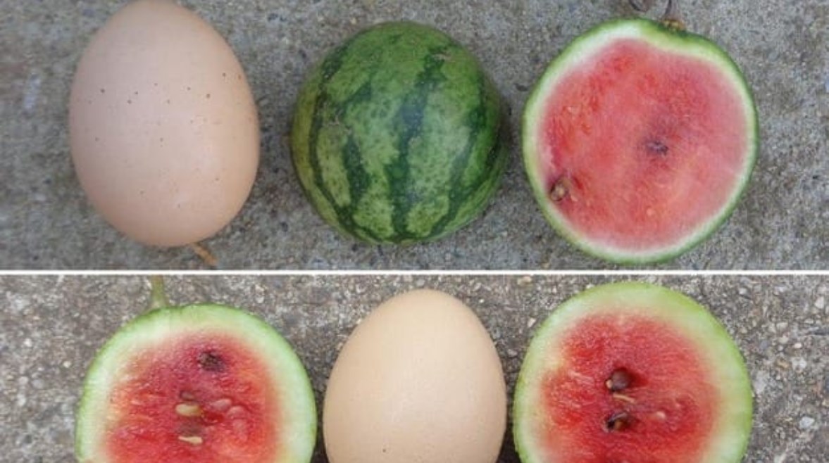 حجم البطيخ مقارنة بحجم البيضة