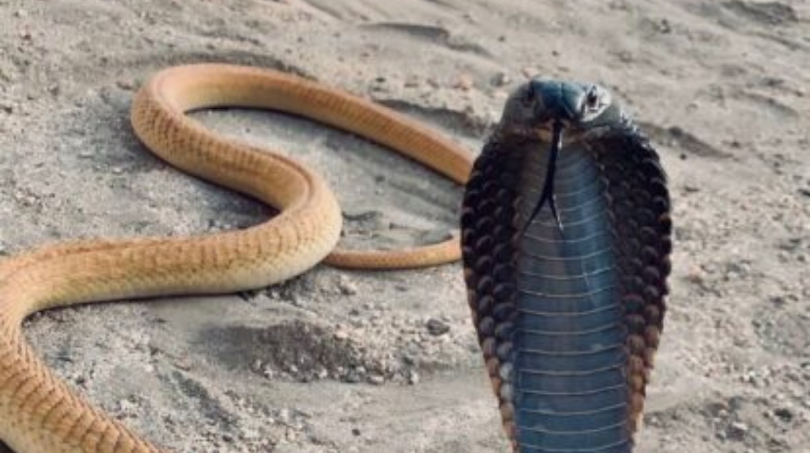 كوبرا في الغربية