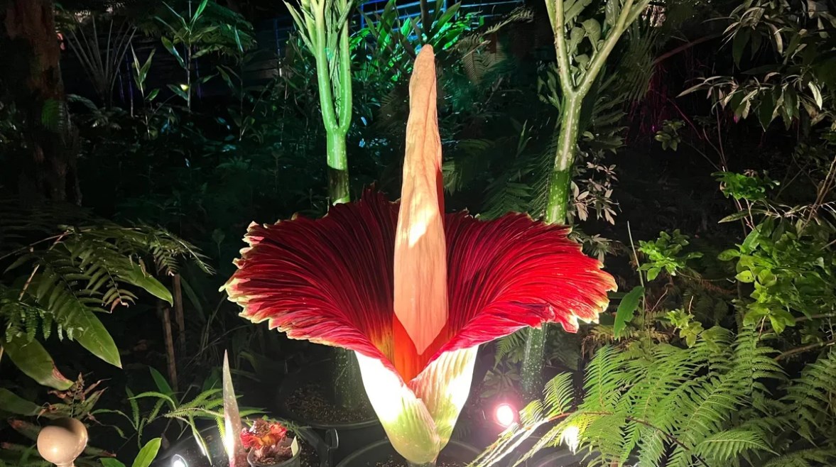 زهرة الجثة المتفتحة