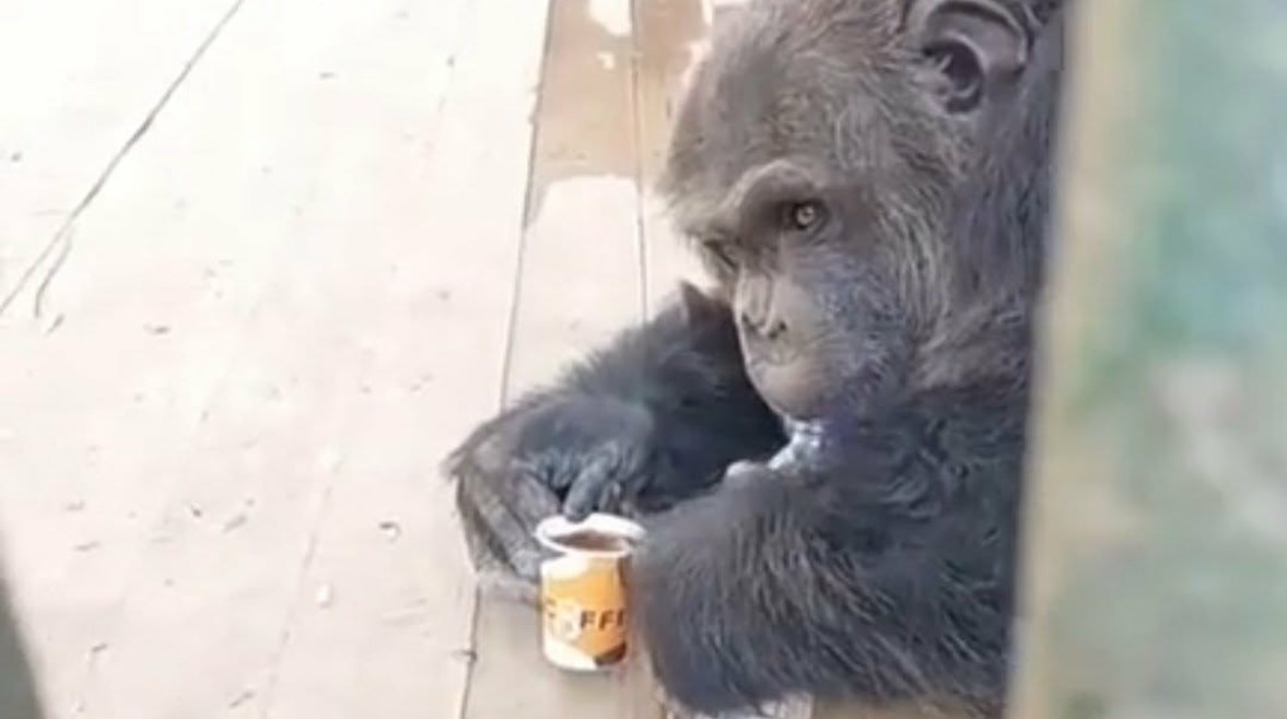 القرد كوكي يشرب الشاي