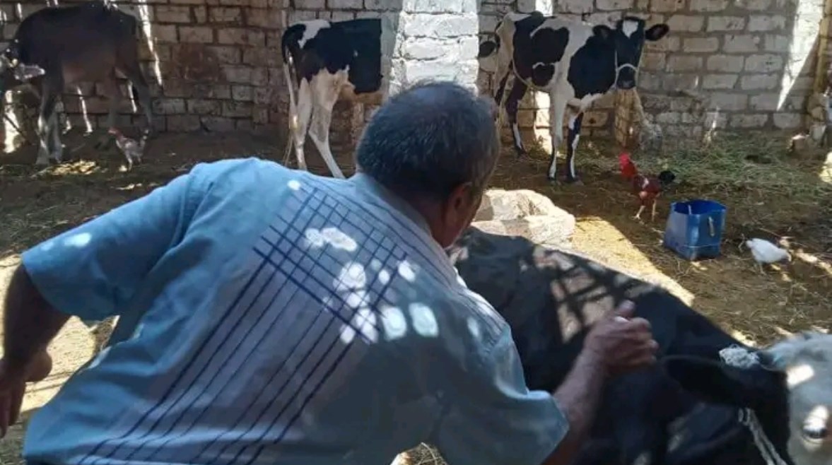 صورة من الحملة 
