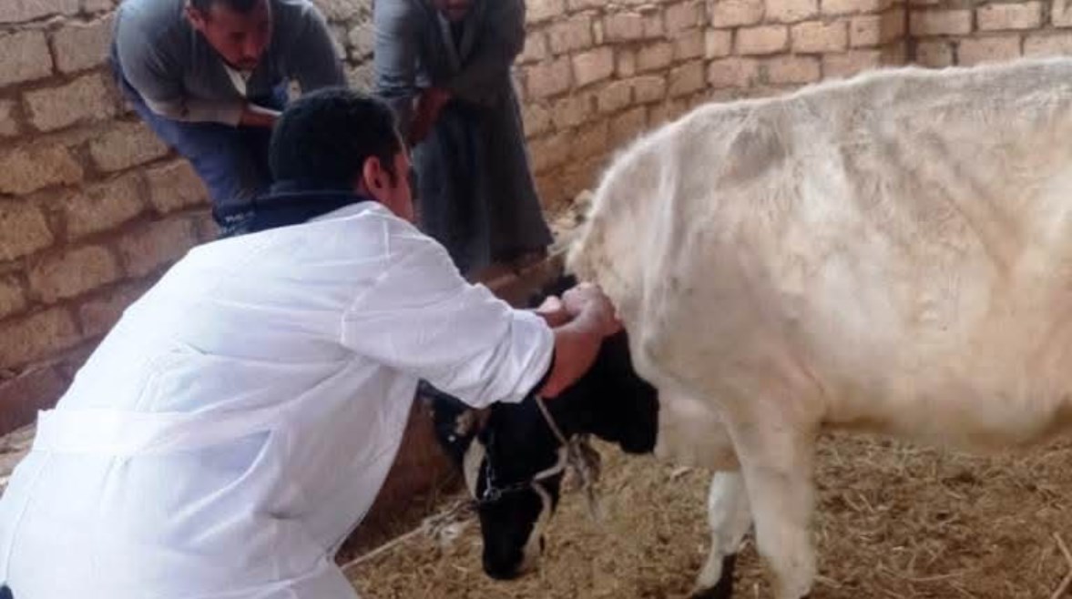 تحصين 45 ألف رأس من الأبقار والأغنام والماعز ضمن الحملة القومية للتحصين ضد الجلد العقدى وجدرى الأغنام باسوان 