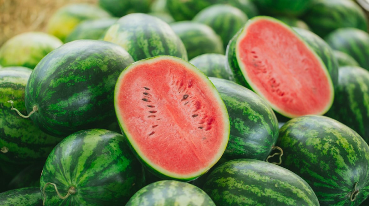 ثمرة البطيخ