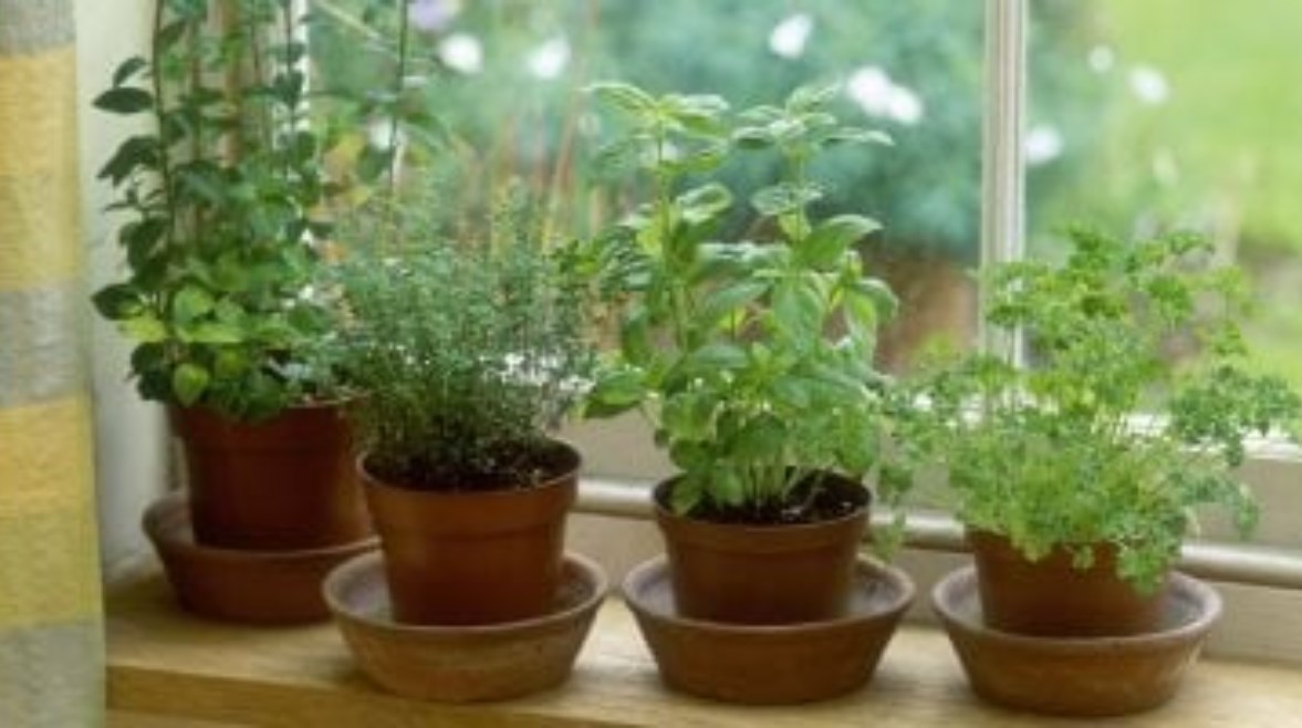 زراعة النباتات داخل المنزل 