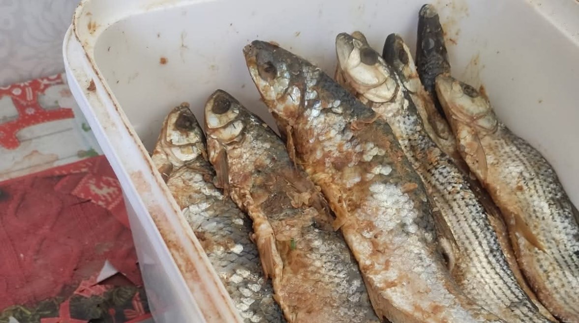 فسيخ ورنجة فاسدة 