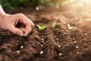 بذور تنمو في الأرض