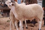 خروف العيد