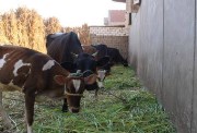 التضحية بالجاموس