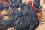 أسعار الفراخ اليوم الثلاثاء