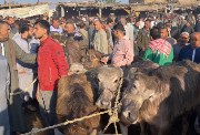 سوق شبرا باص للمواشي في المنوفية 
