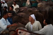 أسعار الأضاحي