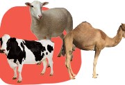 الأضحية