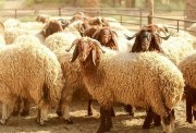  نصائح ذهبية عند شراء خروف العيد 2026