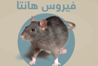 فيروس هانتا - توضيحية