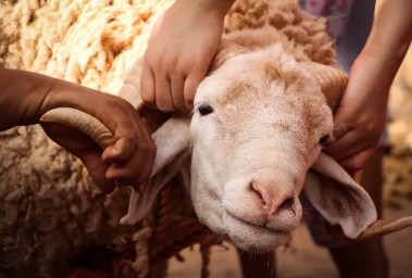 شروط الأضحية السليمة