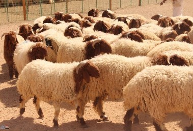 قطيع من الخراف - أرشيفية