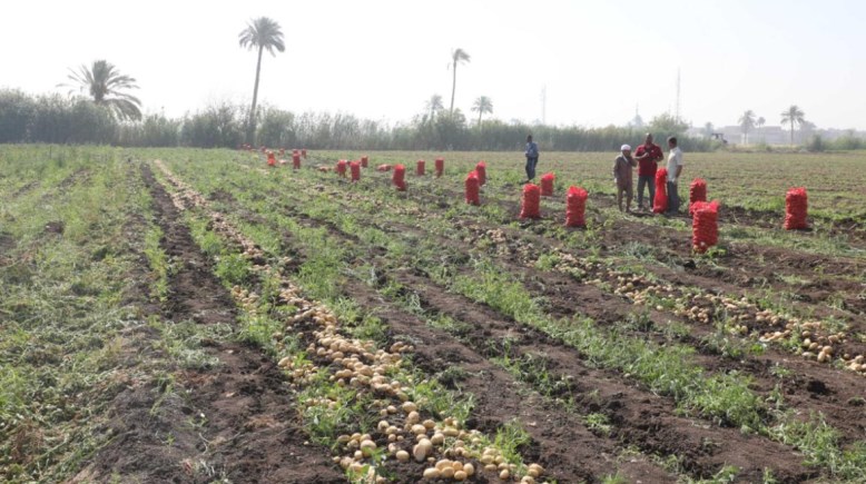 البطاطس المنياوية تغزو الأسواق العالمية