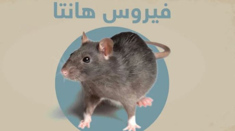 فيروس هانتا - توضيحية