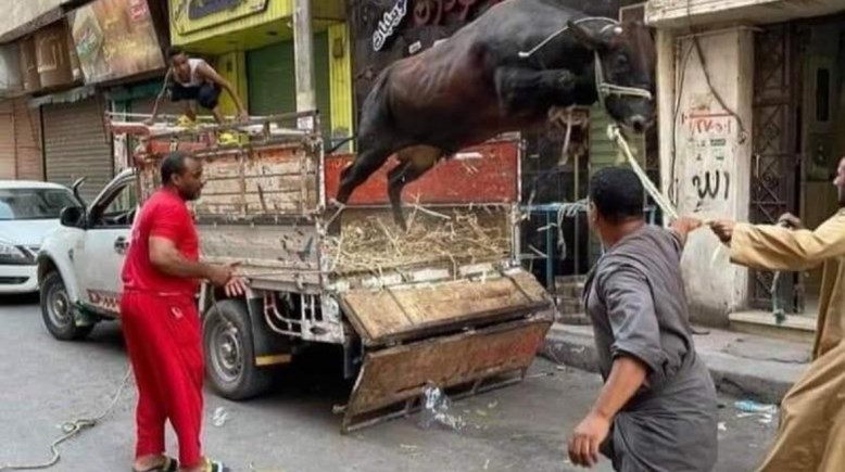 عجل يهرب