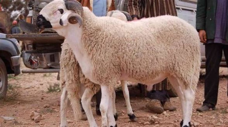 خروف العيد