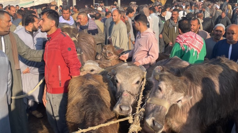 سوق شبرا باص للمواشي في المنوفية 