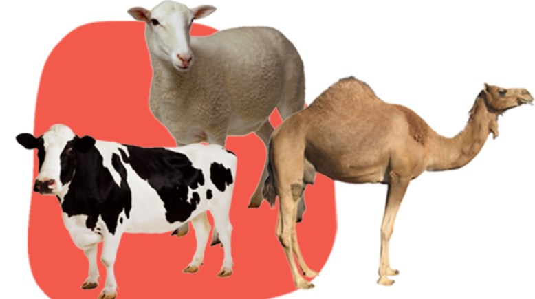 الأضحية