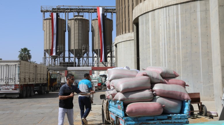 بعد إجازة أول أيام العيد .. صوامع بني سويف تستقبل الذهب الأبيض