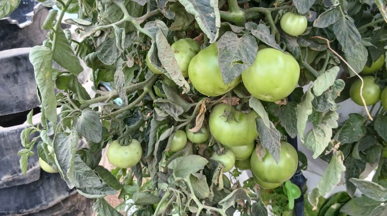 صورة من الزراعة الرأسية
