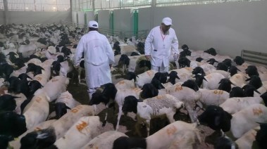 مشروع الهدي والأضاحي بالسعودية