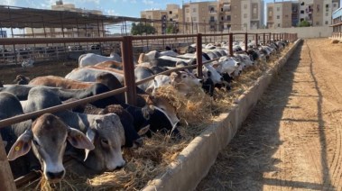  المشروع القومى للبتلو