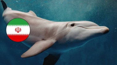 إيران تدرس استخدام الدلافين الملغمة في حربها مع أمريكا - صورة تعبيرية