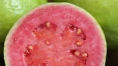 جوافة حمراء