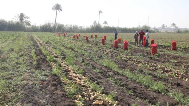 البطاطس المنياوية تغزو الأسواق العالمية