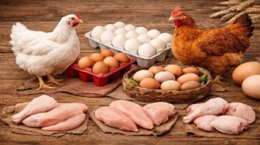  أسعار الفراخ اليوم الأربعاء