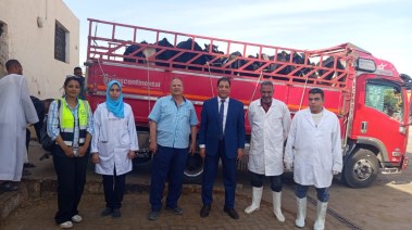 وكيل وزارة الطب البيطري 