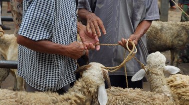 ذبح الأضحية