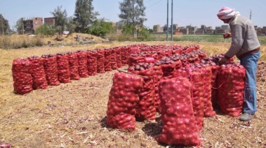 محصول البصل في الفيوم
